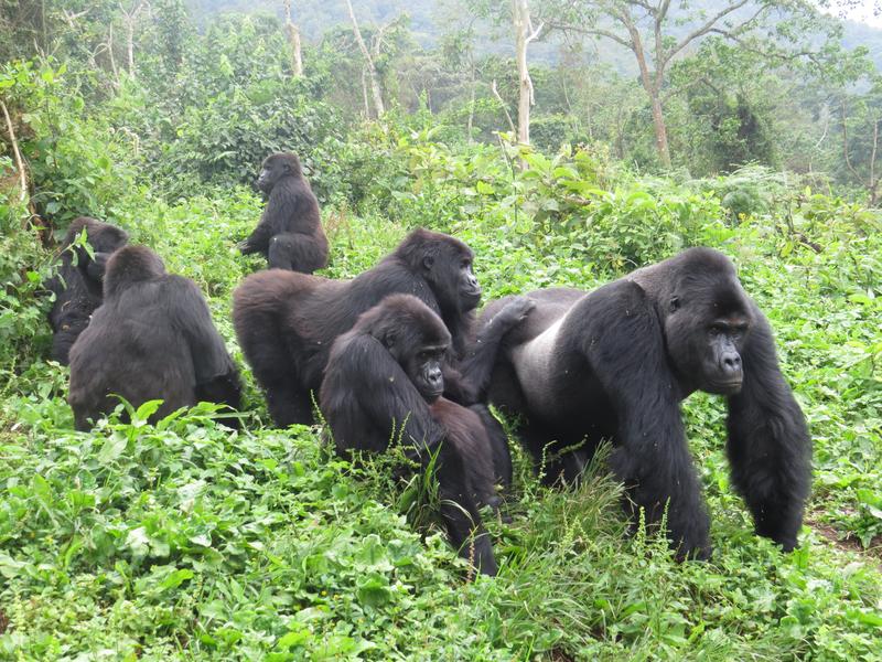 Die Bestände des Östlichen Flachlandgorillas dagegen sind in den letzten zwei Jahrzehnten erheblich zurückgegangen.