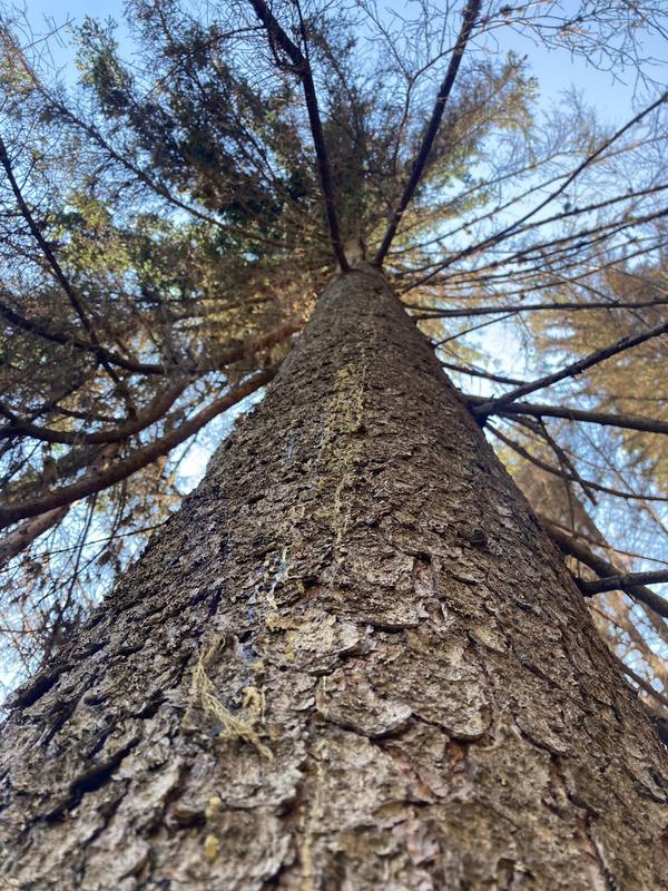 Fichtenstamm mit Blickrichtung nach oben. Fichte in der Nähe des Waldbrandgebiets Bitsch (VS) mit Anzeichen eines möglichen Befalls durch den Buchdrucker. Ob der Befall mit dem Waldbrand zusammenhängt, lässt sich anhand der Beobachtung nicht beurteilen. 