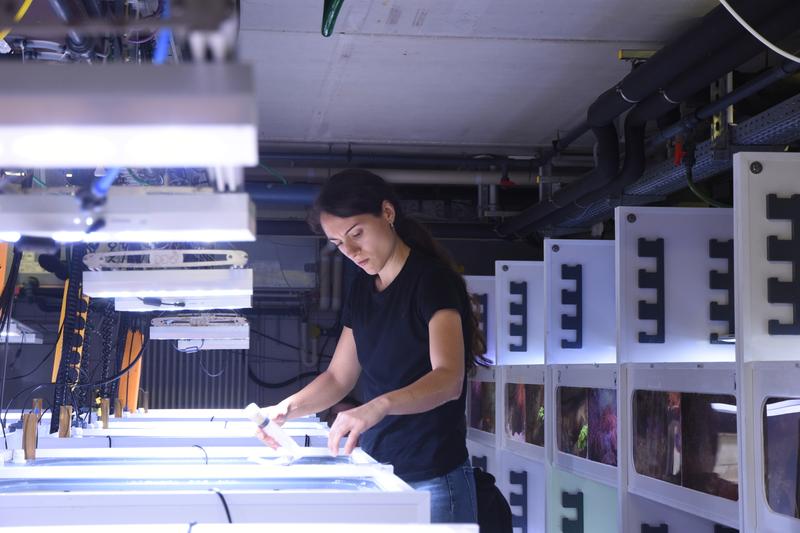 Doctoral candidate Alba Yamuza-Magdaleno sampling water from benthic incubation chambers to estimate carbon metabolism and dissolved organic carbon (DOC) production 