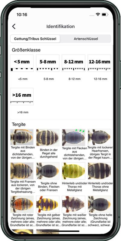 Screenshots aus der App „Wildbienen Id BienABest“