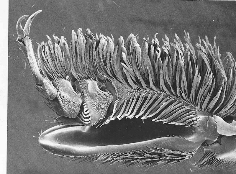 Eines der Fußglieder des Männchen trägt einen schaufelartigen Fortsatz - die "Duftdusche". Bilder zu dieser Pressemitteilung können Sie unter http://www.verwaltung.uni-bonn.de/presse/Bildgalerie/biene/biene.htm aus dem Internet laden.