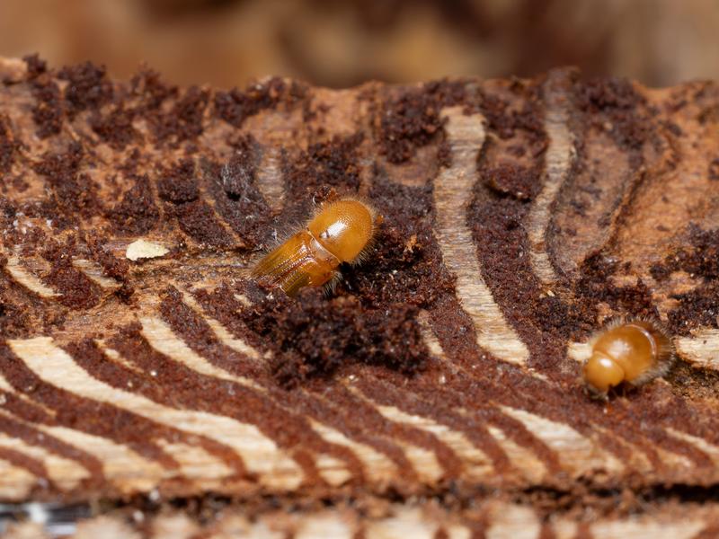 Bark beetle Ips typographus