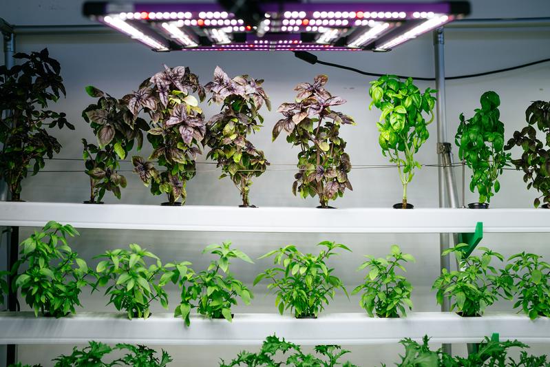 Vertical Indoor Farming ermöglicht den Anbau von Pflanzen in vertikal angeordneten, geschlossenen Kultursystemen mit künstlicher Beleuchtung.