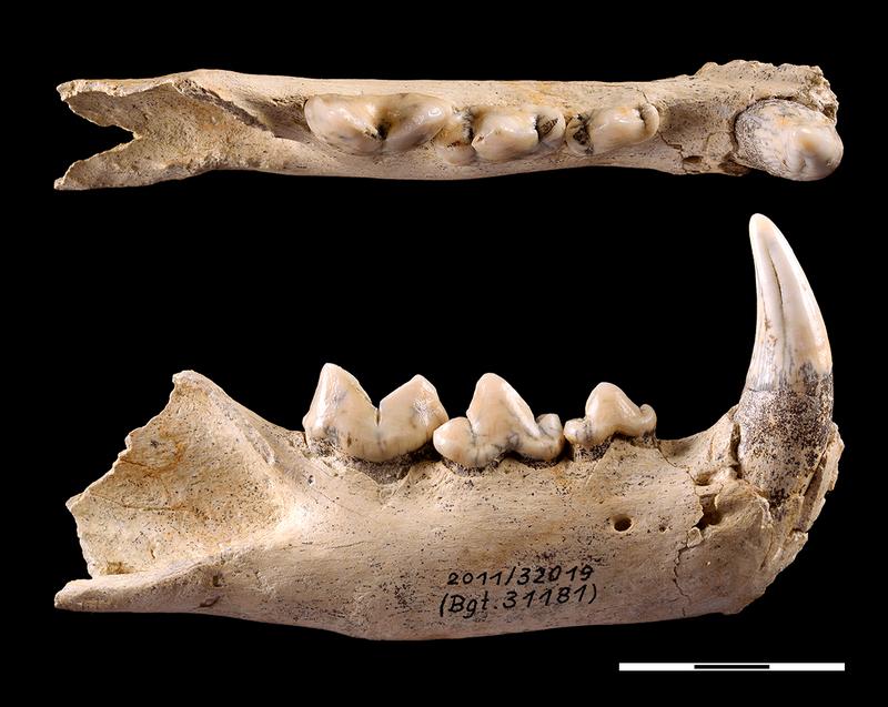 Rechter Unterkieferast mit Fangzahn und Zahnreihe der neu entdeckten Unterart fossiler Leoparden (Panthera pardus burgtonnae) aus dem Travertin von Burgtonna in Thüringen. Auf- und Seitenansicht (Maßstab: 3 cm). 