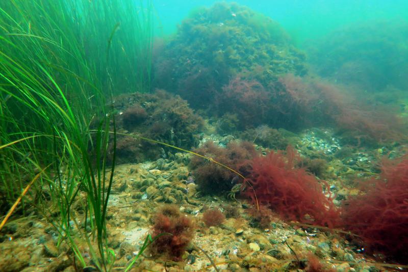 Steine, Rotalgen, Seegras und Miesmuscheln sind wesentliche Teile eines Steinriffs in der Ostsee.
