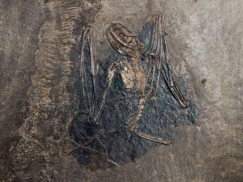 Palaeochiropteryx tupaiodon: Diese Art gehört zu den frühen bekannten Linien fossiler Fledermäuse. Das etwa 47 bis 48 Millionen Jahre alte Fossil stammt aus dem Ölschiefer der Grube Messel in Deutschland. 