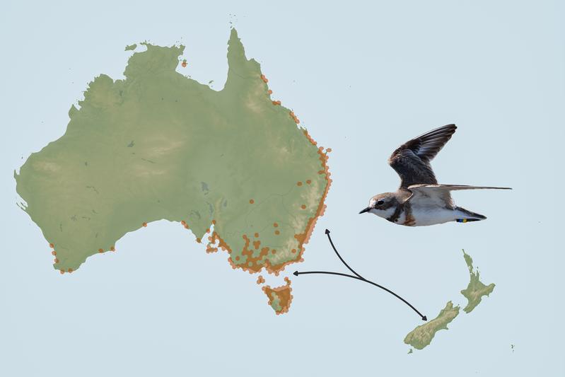 Using sightings by citizens logged on the platform eBird, the researchers showed that New Zealand banded dotterels arrive to overwinter in Australia from New Zealand about four days later each year between 2014 and 2025.