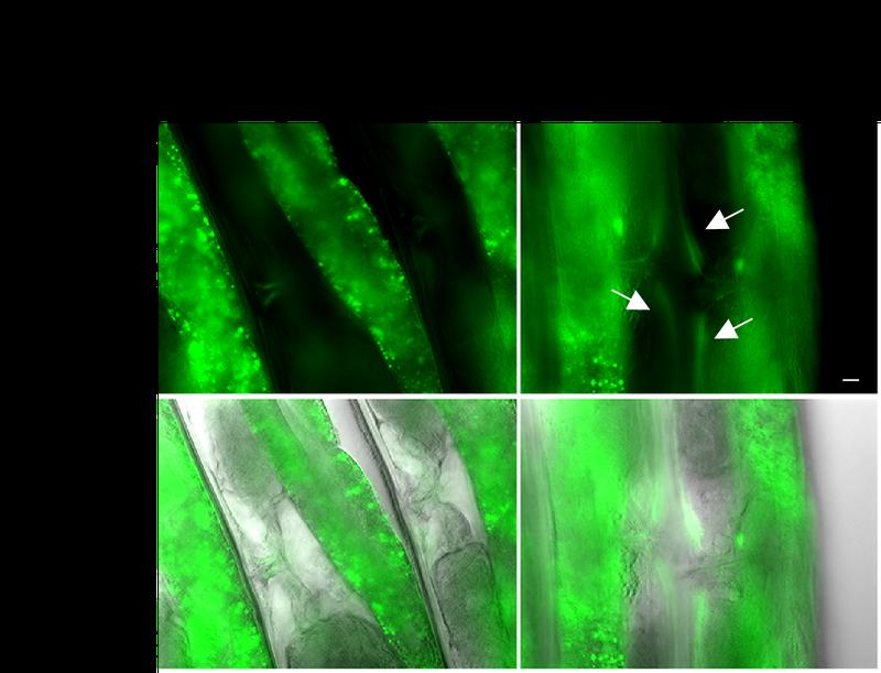Mäßige Kälte erhöht den BH2-Spiegel  im Muskel des Fadenwurms C. elegans. Der Muskel ist eine wichtige Quelle für BH2 und fungiert als metabolischer Knotenpunkt. 