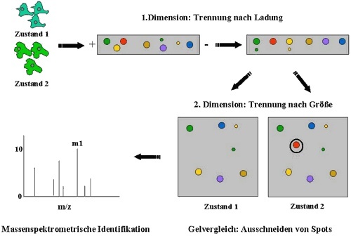 Bei der zweidimensionalen Gelelektrophorese werden Proteine in einem Gel zuerst nach ihrer Ladung, dann nach ihrer Größe voneinander getrennt. Weitere Erläuterungen im Text. Grafik: Butt-Dörje