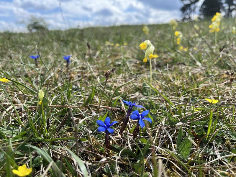 Ein Kalkmagerrasen auf der Schwäbischen Alb. Solche sonnigen, kalkreichen und nährstoffarmen Wiesen gehören zu den artenreichsten Lebensräumen Süddeutschlands. Ihre Vielfalt bleibt nur durch eine extensive Nutzung und regelmäßige Pflege erhalten.