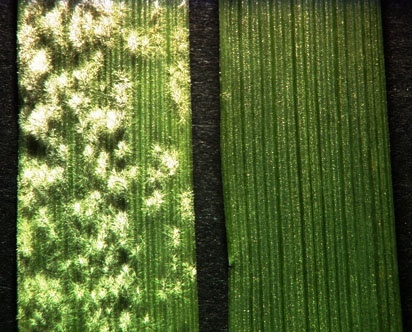 Die Abbildung zeigt den Befall von Gersteblättern mit Mehltaupilzen im Vergleich. Das linke Blatt stammt von der Wildtyp-Gerste und ist stark befallen, das Blatt einer Gerstesorte mit einer Mutation im MLO-Gen wird dagegen nicht befallen. Bild: MPIZ