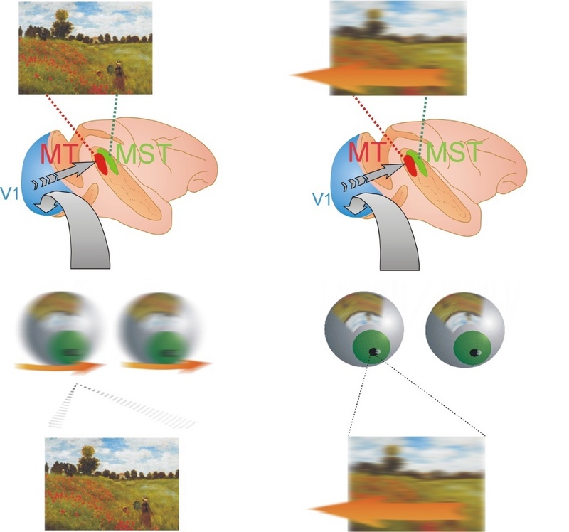 Vergleich einer Sakkade (links) und der Simulation einer Sakkade durch ein bewegtes Bild (rechts)