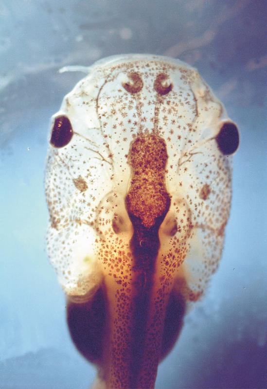 Übersicht über den vorderen Hirnteil und die Nase der Larve des afrikanischen Krallenfrosches Xenopus laevis