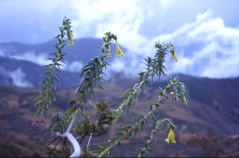 Das Río Marañon-Tal bei Cajamarca (Amotape-Huancabamba-Zone) verläuft in Süd-Nord-Richtung und trennt die Ostkordillere der Anden von der Zentralkordillere. Diese Region ist ungewöhnlich reich an eng endemischen Sippen
