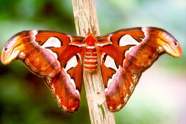 Prachtvolle Falter, freifliegend im Gewächshaus - zu sehen im Würzburger Botanischen Garten.