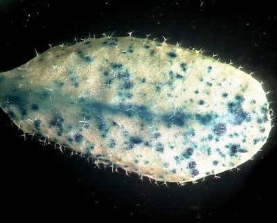 Blatt einer Ackerschmalwand, in dem ein neuartiger Pflanzenpromotor aktiv ist. Die blauen Punkte zeigen die Stellen, an denen der echte Mehltau-Pilz versucht, in die Pflanze einzudringen und dabei das zuvor eingeschleuste Farbstoff-Gen aktiviert.