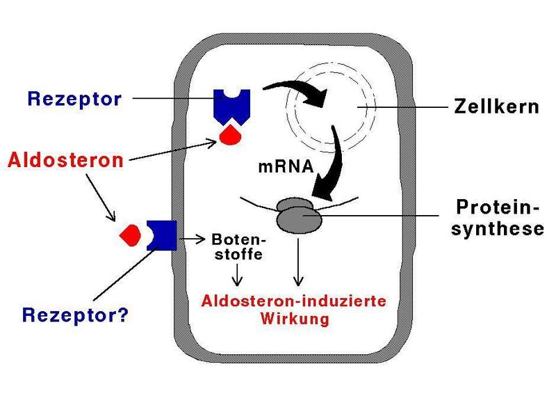 Dargestellt ist der klassische Wirkmechanismus von Steroidhormonen wie Aldosteron.