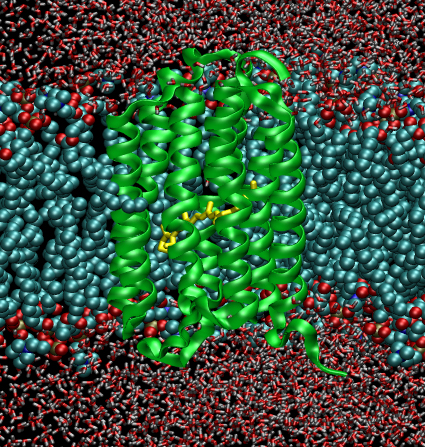 Bakteriorhodopsin (grün) in der Zellmembran eingebettet in Wasser(oben/unten). Der Retinalfarbstoff (gelb) fängt das notwendige Licht für den Protonentransport ein. Das gesamte Modell umfasst etwa 40.000 Atome, für die in der Simulation die wechselseitigen Kräfte berechnet und die Bewegungsgleichungen gelöst werden müssen.