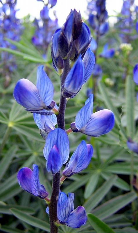 Die Blaue Lupine (Lupinus angustifolius)