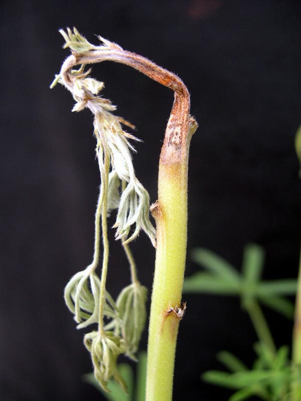 Symptome der Anthraknose-Krankheit, hervorgerufen durch den Pilz Colletotrichum lupini