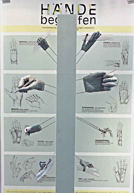 Die Vielfalt von Händen bei verschiedenen Lebewesen. (Foto: Fotozentrum FSU/Günther)