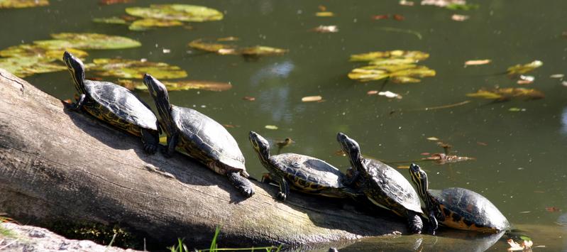 Vom Wasser aufs Land? Haben Torsten Scheyer und Dr. Martin Sander Recht, verlief die Entwicklung der Schildkröten genau andersherum: Die ersten Arten lebten an Land; erst später spalteten sich davon (semi-)aquatische Entwicklungslinien ab.
