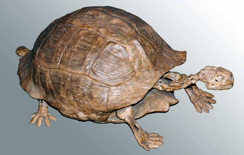 Bild einer fossilen Landschildkröte aus Nordamerika.