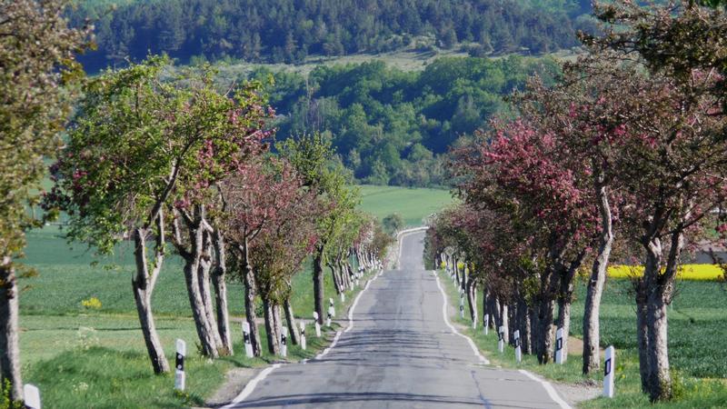 Foto 1: Obstbaumallee im Harzvorland - Straßenränder sind traditionell auch Standorte für Nutzpflanzen