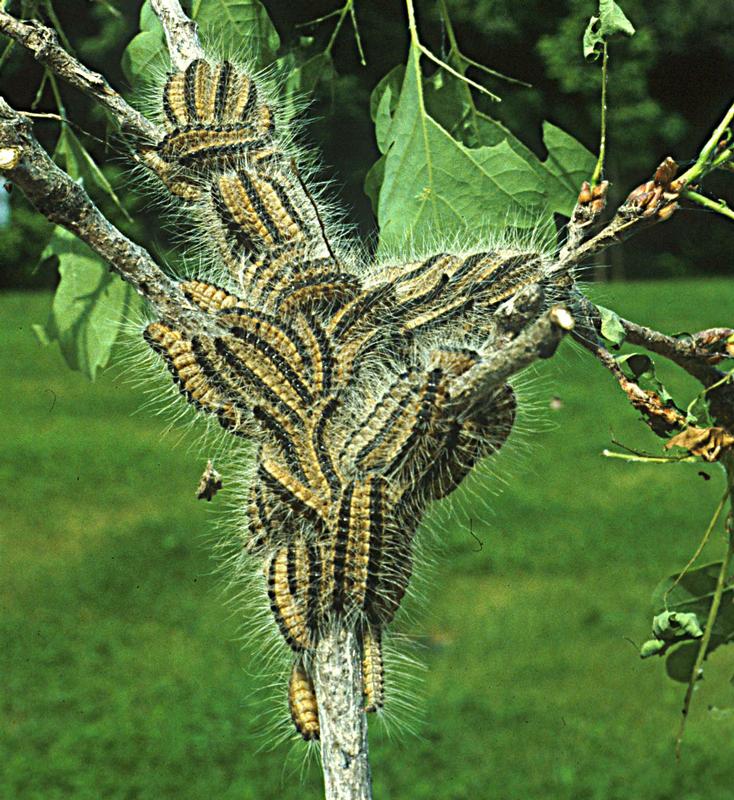 Larven des Eichenprozessionsspinners