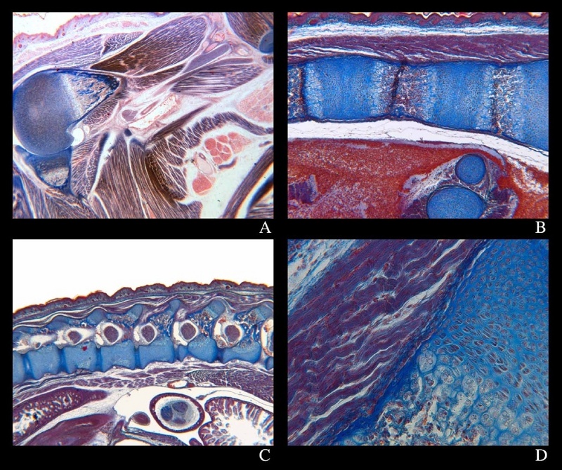 Abb.: Histologische Schnitte verschiedener embryologischer Präparate, gefärbt nach MASSON-GOLDNER.