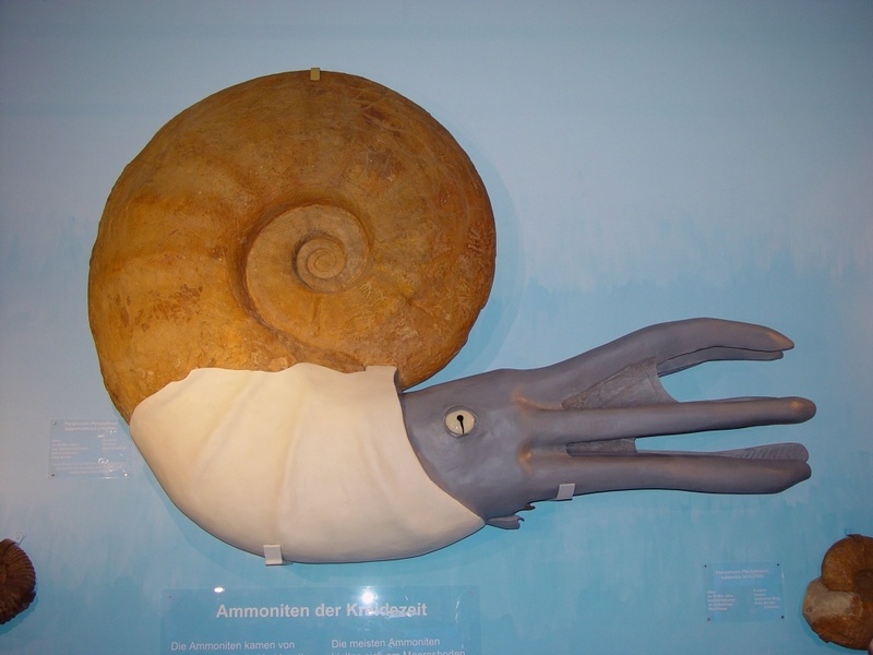 Rekonstruktion des Riesenammoniten im Geologisch-Paläontologischen Museum der Universität Münster