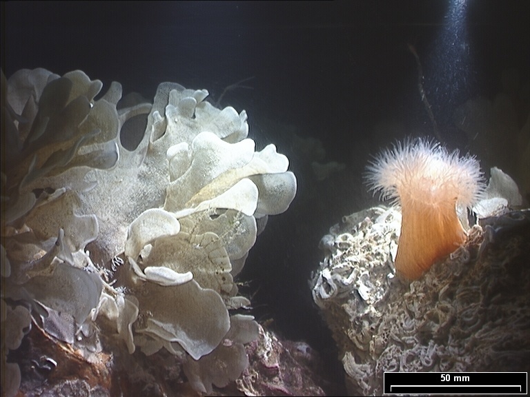 Moostierchenkolonie (Flustra) und Seenelke in einem Aquarium des Forschungszentrums