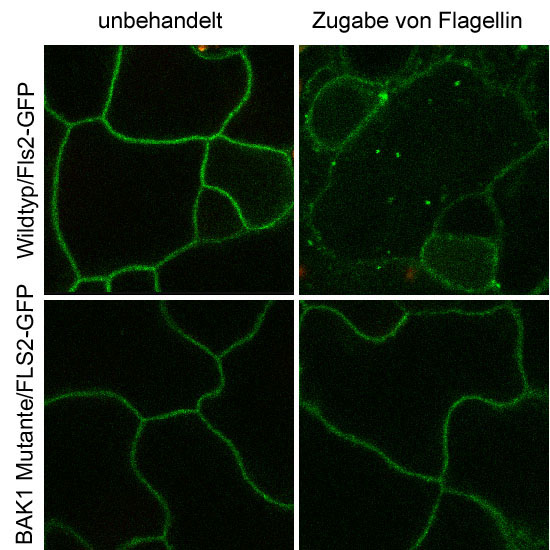 Der FLS2-Sensor, hier mit dem grün-fluoreszierenden-Protein (GFP) markiert, lokalisiert normalerweise in den Zellmembranen (zu sehen sind Zellen der Blattoberfläche). Nach Erkennung des Flagellins findet eine Umverlagerung in kleine zelluläre Vesikel (kleine grüne Punkte) statt. Diese Umverteilung des FLS2-Sensors ist in Pflanzen, denen der BAK1-Sensor fehlt, gestört und findet nicht mehr statt.