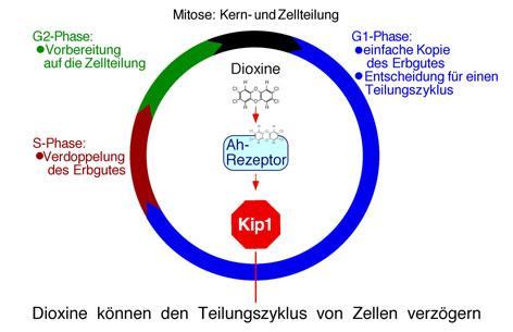 Eingriff von Dioxin in den Zyklus der Zellteilung