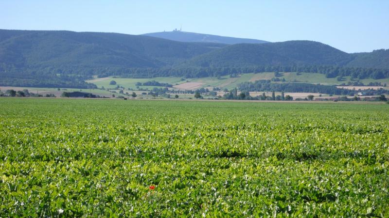 Foto 1: Schwefelmangel im August in Zuckerrüben im Harzvorland am Fuße des Brockens: eine Folge der ergiebigen Regenfälle der letzten Wochen. 