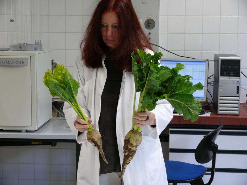 Foto 2: Dir. & Prof. Dr. Silvia Haneklaus bei der Untersuchung von Zuckerrüben aus dem Harzvorland mit (links) und ohne (rechts) Schwefelmangelsymptomen; den Wachstumsunterschied werden die Mangelpflanzen kaum noch aufholen können.