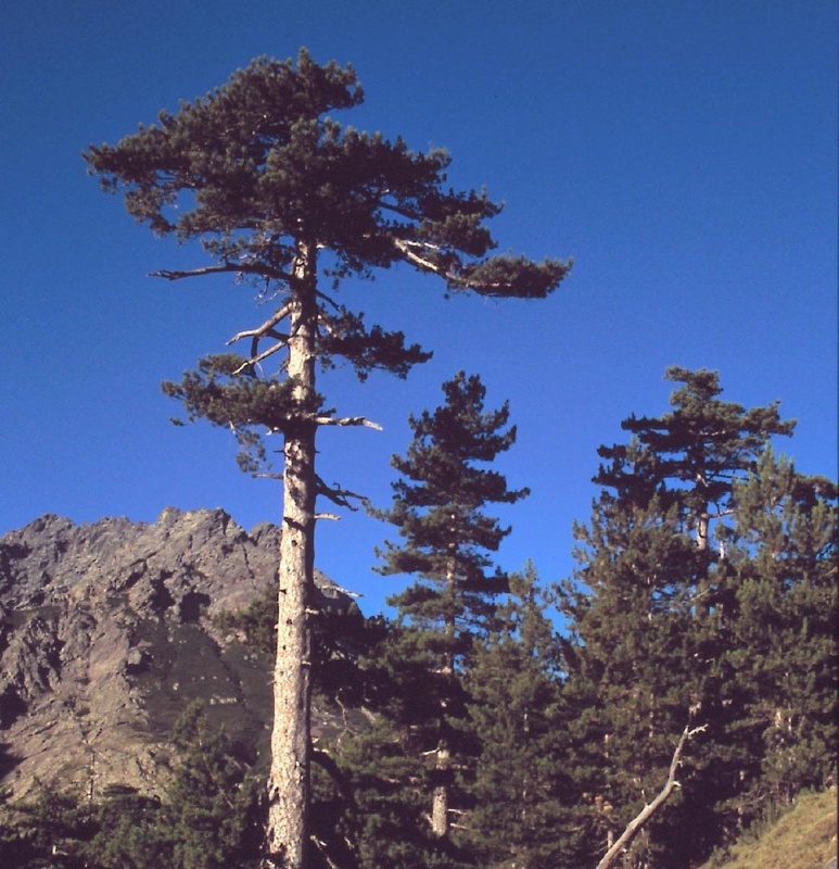 Kiefernbestand auf Korsika