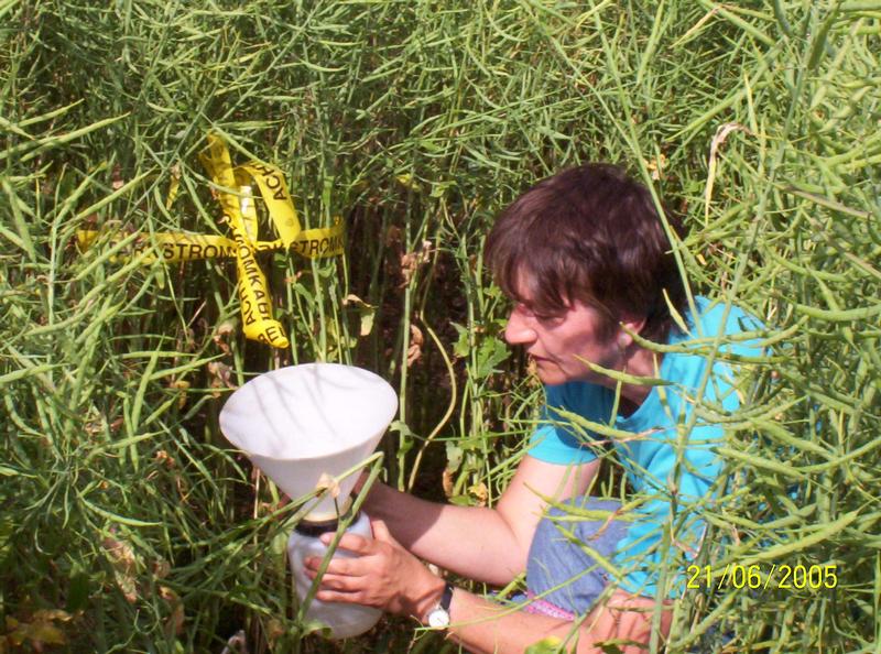 Foto 1: Petra Wenger, Assistentin am Institut für Pflanzenernährung und Bodenkunde der FAL sammelt kontrolliert eine Trichterfalle in einem abreifenden Rapsfeld. 