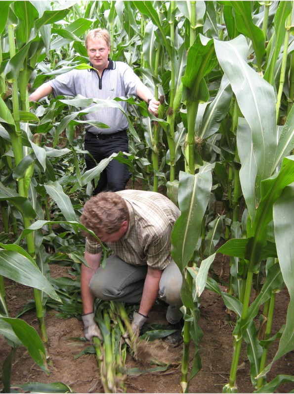 Die FAL-Mitarbeiter Florian Hackelsperger (hinten) und Matthias Klein schneiden die Labyrinth-Wege ins Maisfeld. 