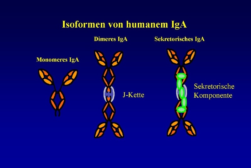 Natürliche IgA-Dimere und rekombinantes sekretorisches IgA sind zwei spezielle IgA-Isoformen, die es für IgG-Antikörper nicht gibt.