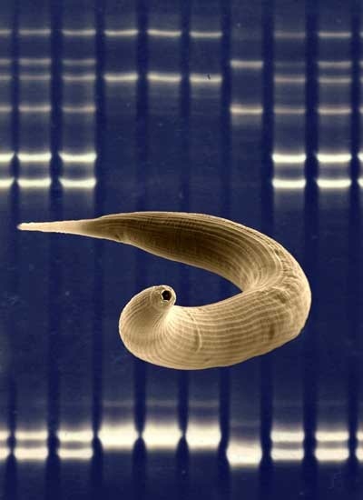 Vom Fadenwurm Pristionchus pacificus (Vordergrund) liegt jetzt eine genetische Karte vor, die den Wissenschaftlern die Lokalisation von Genen ermöglicht (Hintergrund: ein Ausschnitt aus einem Gel mit DNA-Fragmenten).  Foto: J.Berger, MPI für Entwick.