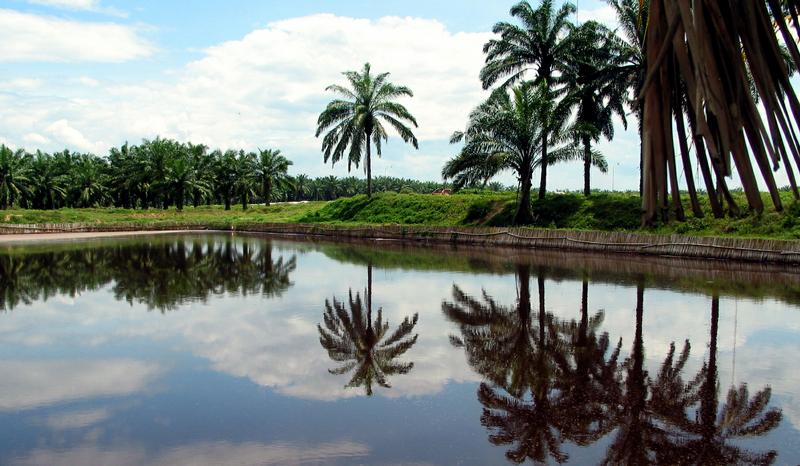 Trügerische Idylle: Abwasserteich einer Palmölmühle in Indonesien