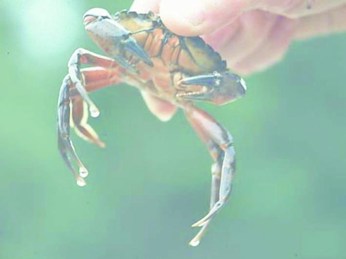 Aus Krabbenschalen hergestellt wird Chitosan, gefragter Rohstoff für Lebensmittel, Kosmetika und Medizin. Jetzt kann er reiner und schonender hergestellt werden