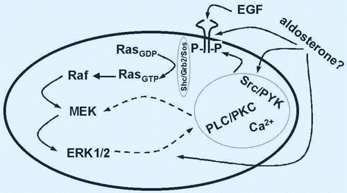 Das Hormon Aldosteron benutzt den EGF-Rezeptor und stimuliert so ein Schlüsselmolekül bei der Regulation von Zellfunktionen, die ERK1/2-Kinase. Calcium strömt in die Zelle, ein Transportprotein wird aktiviert, die Zelle wächst. Grafik: Gekle