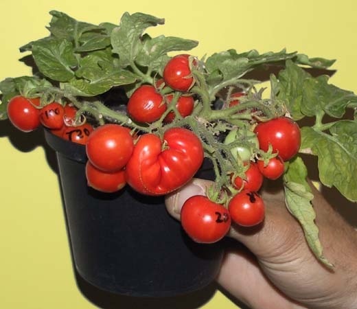 Solche Mikro-Tomaten - eine spezielle Züchtung - sind für die Erforschung der wächsernen Pflanzenhaut optimal geeignet. Foto: Vogg