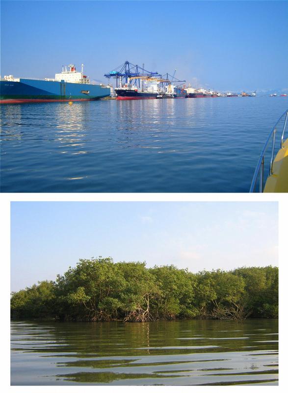 Bild oben: Ein endlos langer Kai: Der Hafen von Paranaguá - vor allem Container und Getreide, aber auch Öl werden hier umgeschlagen. Bild unten: Mangroven in der Paranaguá-Bucht. Ein empfindliches Ökosystem.