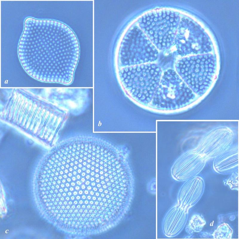 Kieselalgen, die Zhiwen und Yandong in ihren nahe Wilhelmshaven genommenen Proben fanden (a) Raphoneis amphiceros, b) Actinoptychus senarius, c) Thalssiosira eccentrica, d) Diploneis interrupta)