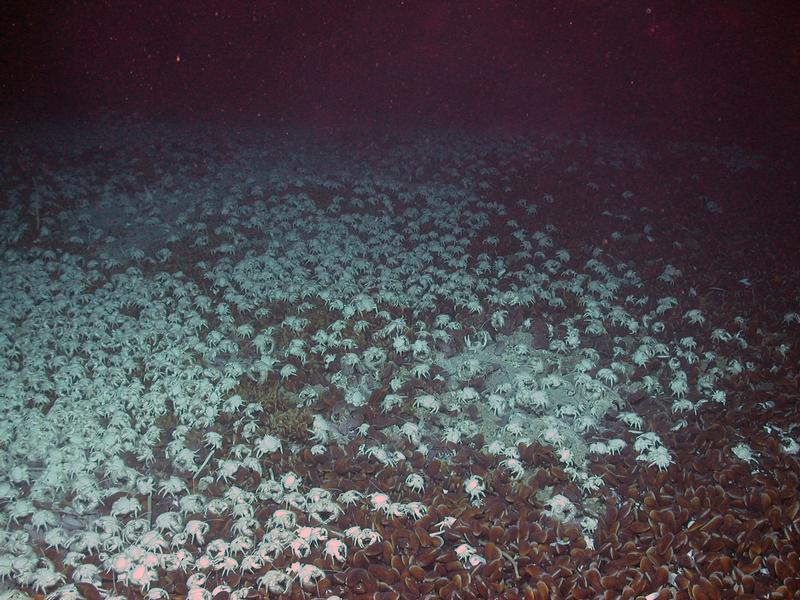 A mussel bed literally crawling with white crabs at a cold seep.