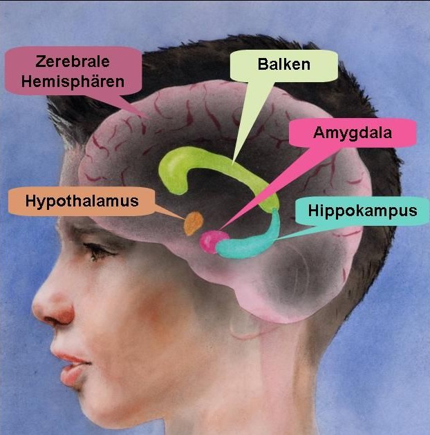 Neuroanatomische Strukturen im Energie-Stoffwechsel