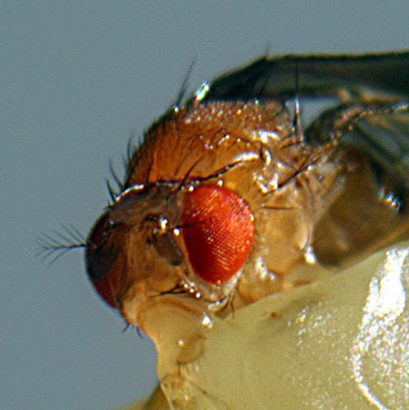 Fruchtfliege hört mit